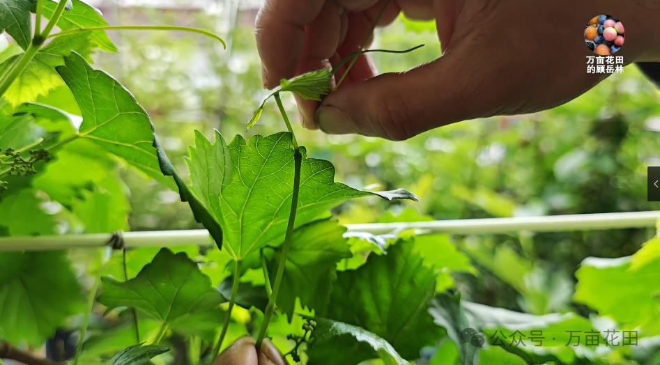 如何盆栽葡萄苗_盆栽葡萄苗怎样种植技术_盆栽葡萄苗的种植方法和技术