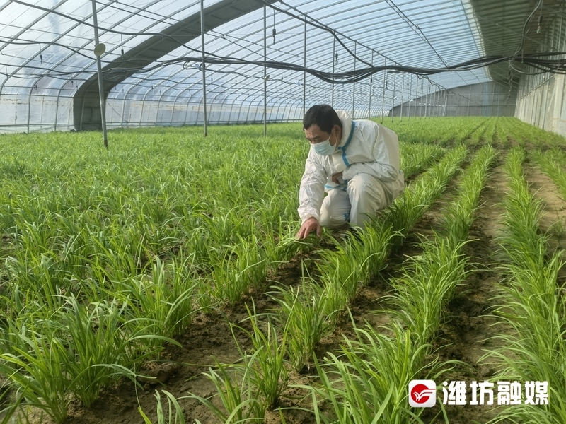 致富经种植韭菜_致富韭菜种植视频_致富经韭菜种植技术视频