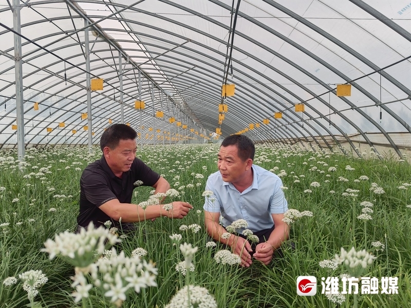 致富韭菜种植视频_致富经韭菜种植技术视频_致富经种植韭菜