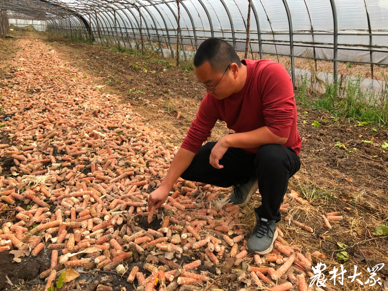 致富经创业项目农村种植_风景树种植致富经_种植风景致富经