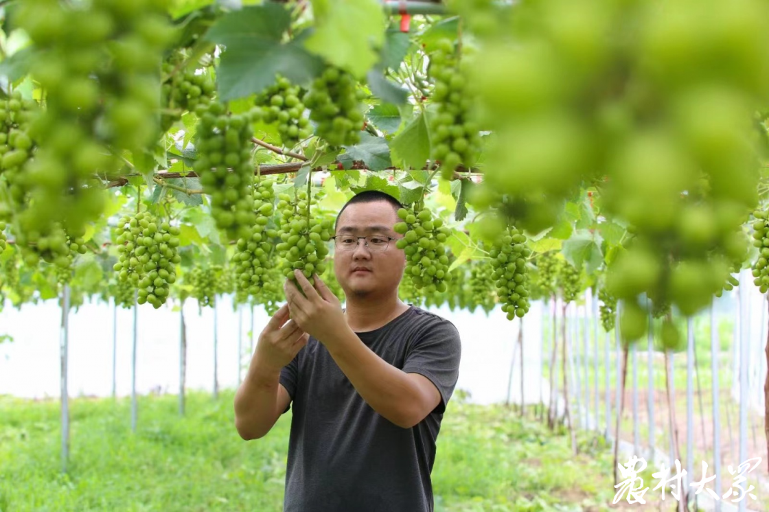 致富经创业项目农村种植_种植风景致富经_风景树种植致富经