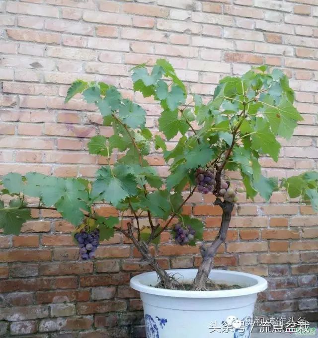 盆栽葡萄苗怎样种植技术_苗盆栽种植葡萄技术视频教程_如何盆栽葡萄苗
