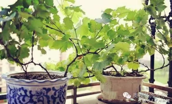 盆栽葡萄苗怎样种植技术_苗盆栽种植葡萄技术视频教程_如何盆栽葡萄苗
