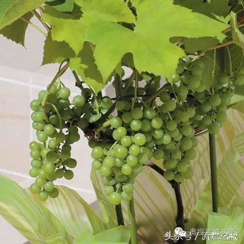 盆栽葡萄苗怎样种植技术_如何盆栽葡萄苗_苗盆栽种植葡萄技术视频教程