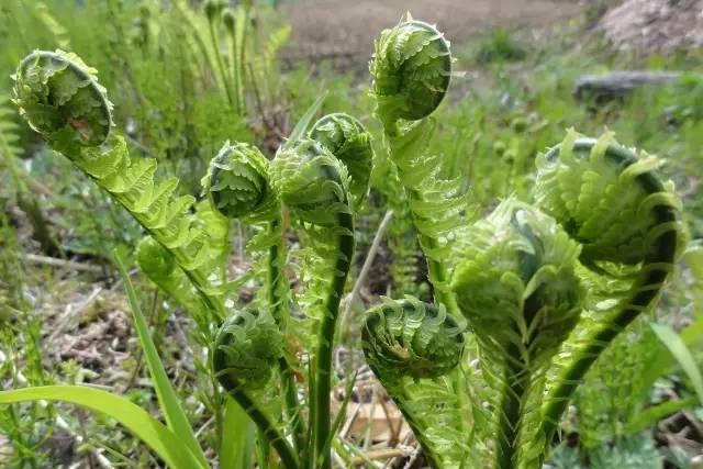 野菜种植技术_野菜种植技术和方法_野菜种植技术马齿苋