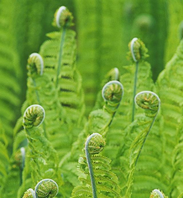 野菜种植技术_野菜种植技术马齿苋_野菜种植技术和方法