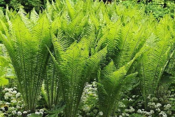 野菜种植技术和方法_野菜种植技术_野菜种植技术马齿苋