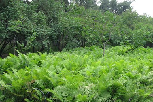 野菜种植技术和方法_野菜种植技术马齿苋_野菜种植技术