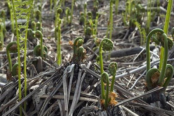 野菜种植技术_野菜种植技术马齿苋_野菜种植技术和方法