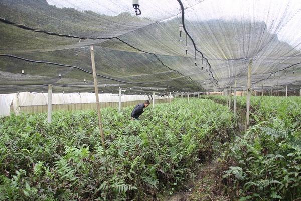 野菜种植技术和方法_野菜种植技术_野菜种植技术马齿苋