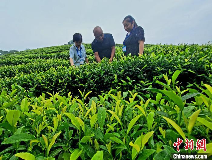 红土地上振兴路：山村茶园里的“致富经”