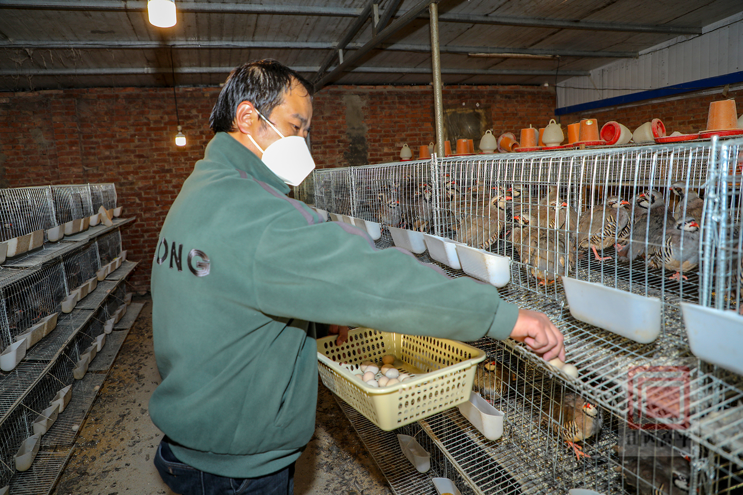 鹧鸪养殖前景及利润_致富经鹧鸪养殖视频_养殖鹧鸪致富