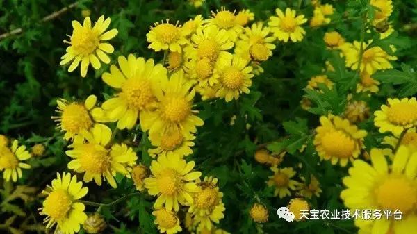 农村种植药材致富项目_农药种植致富吗_致富农药种植方法