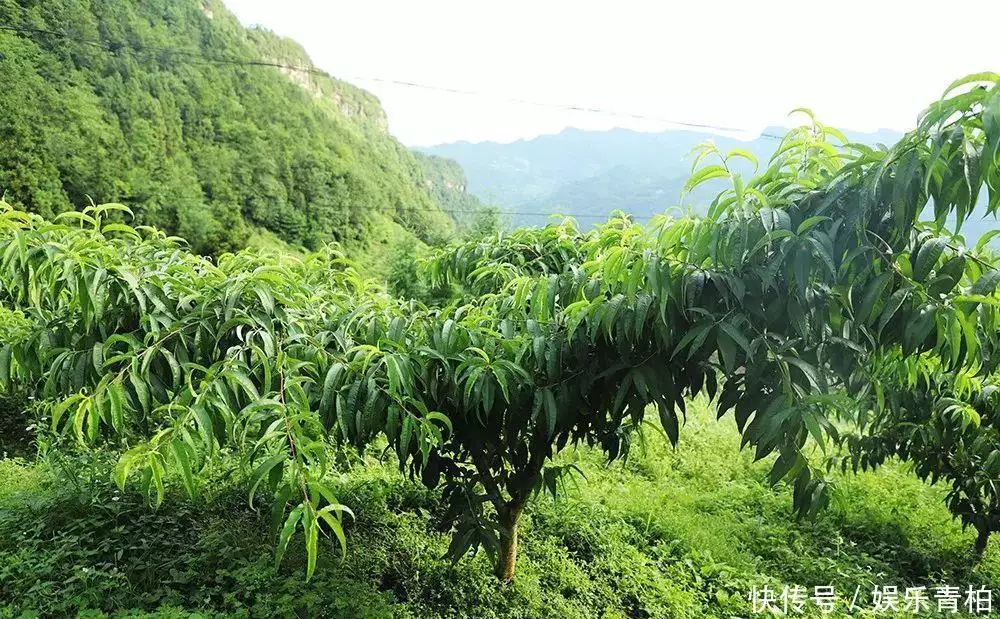 种植致富能手纪实_农村种植致富能手事迹材料_致富能手的致富经验