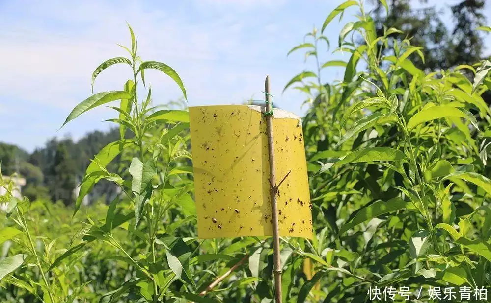 种植致富能手纪实_致富能手的致富经验_农村种植致富能手事迹材料