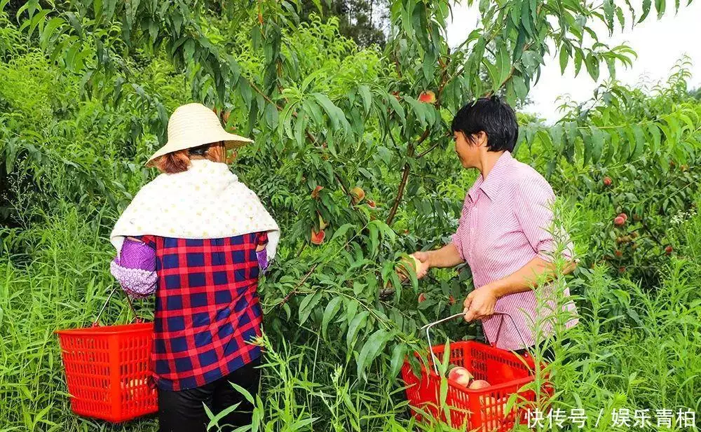 致富能手的致富经验_农村种植致富能手事迹材料_种植致富能手纪实