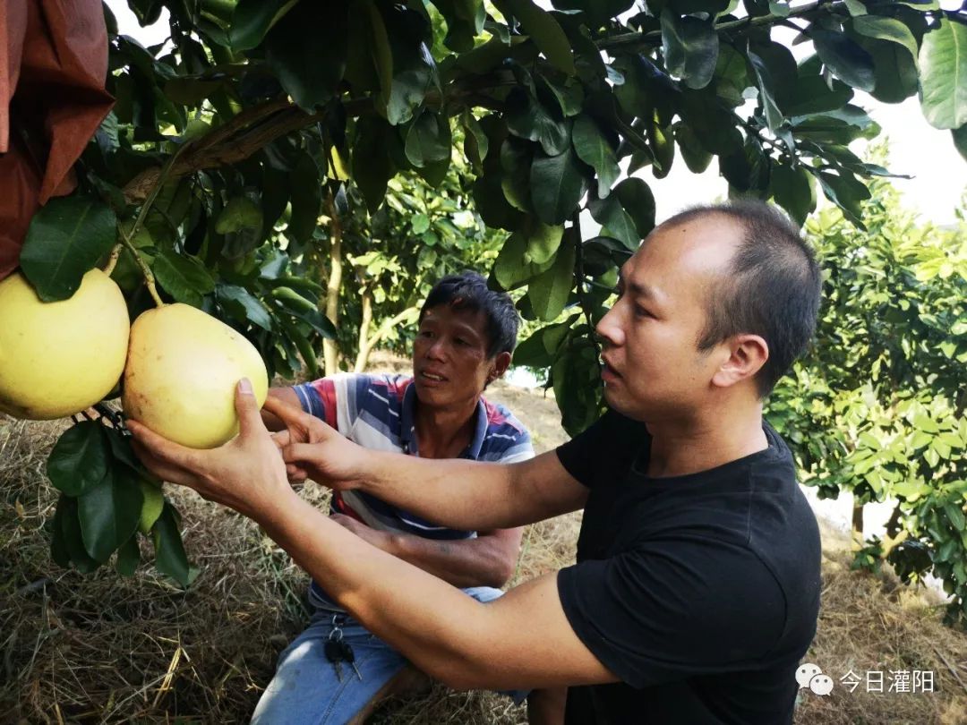 种植致富能手纪实_致富能手典型材料_致富能手典型事迹材