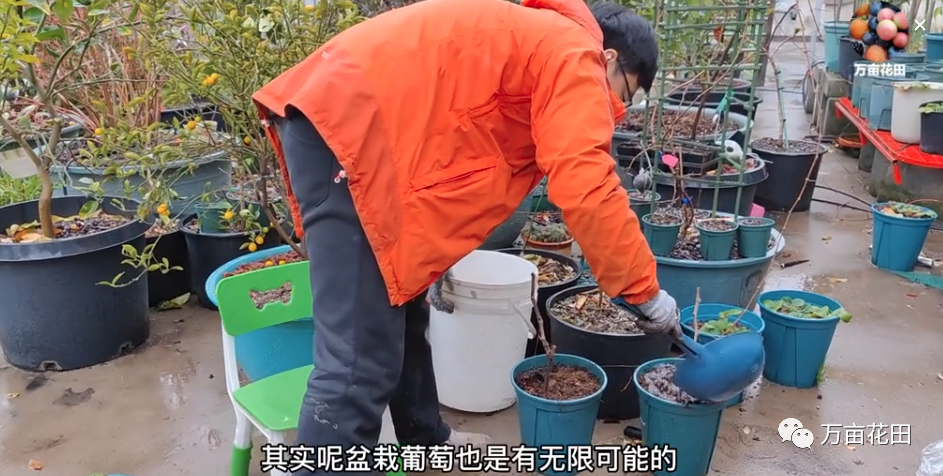 苗盆栽种植葡萄技术视频教程_盆栽葡萄苗怎样种植技术_盆栽葡萄的种植技术视频