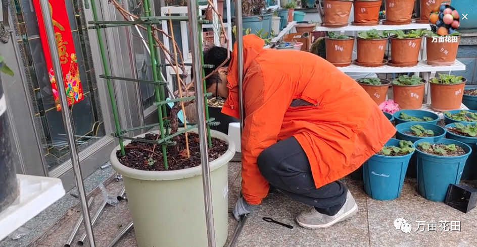 盆栽葡萄苗怎样种植技术_苗盆栽种植葡萄技术视频教程_盆栽葡萄的种植技术视频