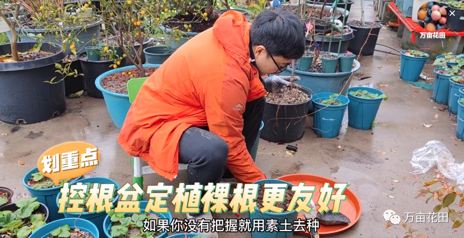 盆栽葡萄苗怎样种植技术_盆栽葡萄的种植技术视频_苗盆栽种植葡萄技术视频教程