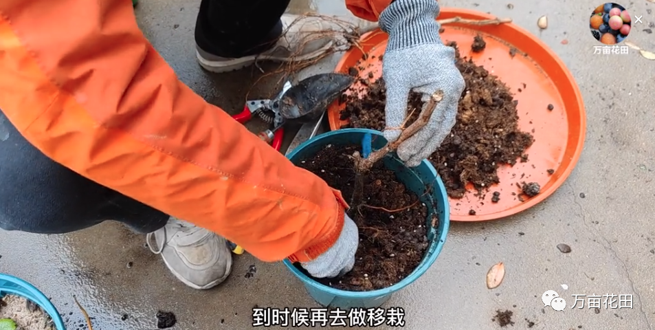 盆栽葡萄的种植技术视频_苗盆栽种植葡萄技术视频教程_盆栽葡萄苗怎样种植技术