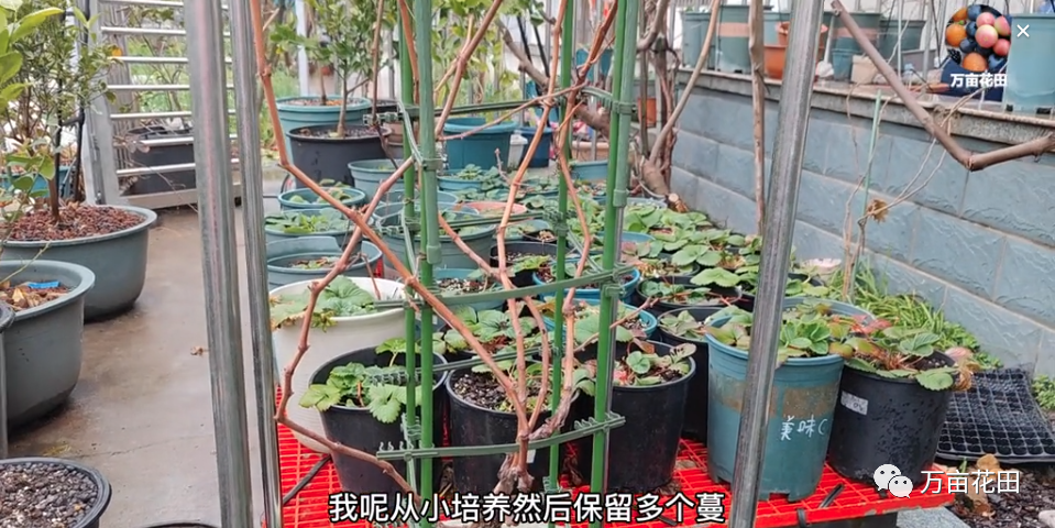 苗盆栽种植葡萄技术视频教程_盆栽葡萄苗怎样种植技术_盆栽葡萄的种植技术视频