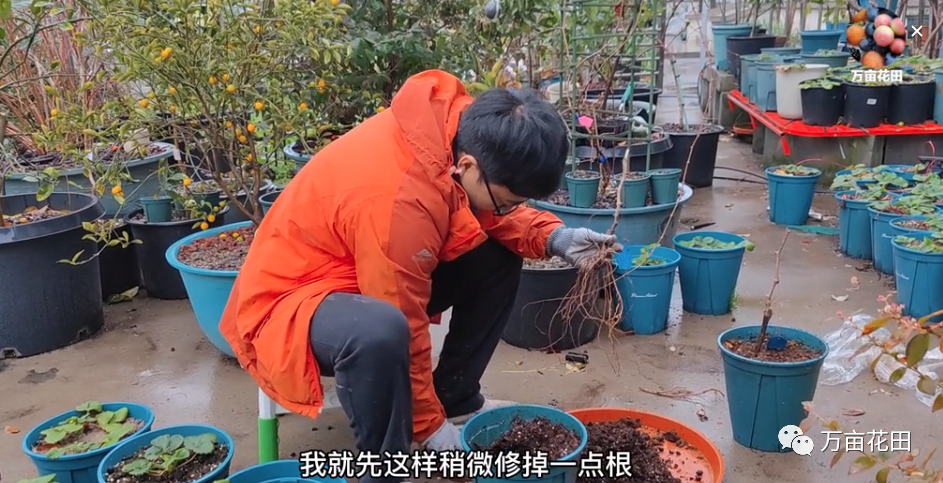 盆栽葡萄的种植技术视频_苗盆栽种植葡萄技术视频教程_盆栽葡萄苗怎样种植技术