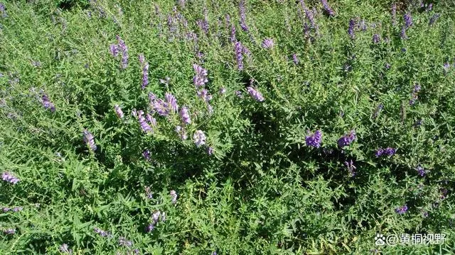 致富药材种植_农药种植致富吗_致富农药种植方法