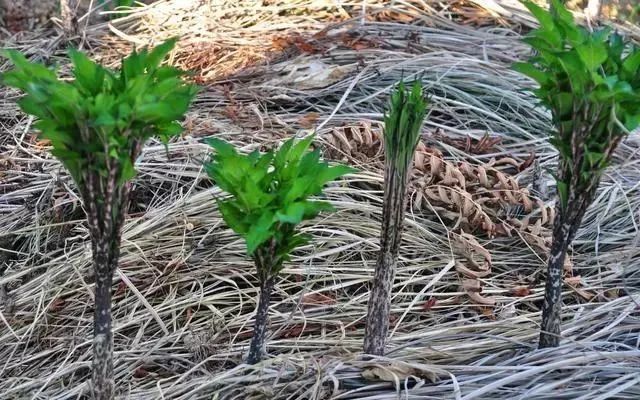 农药种植致富吗_农村种植药材致富项目_致富药材种植