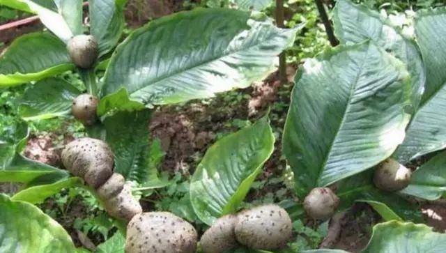 致富药材种植_农村种植药材致富项目_农药种植致富吗