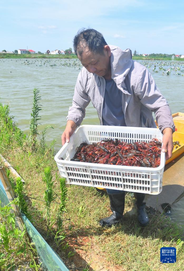 致富经养小虾_养虾致富故事_养虾致富经视频