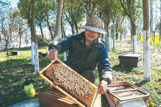 蜜蜂养殖业_蜜蜂养殖户_蜜蜂养殖的技术含量