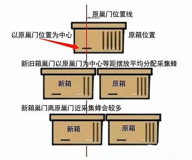 蜜蜂养殖项目_蜜蜂养殖户_蜜蜂养殖的技术含量