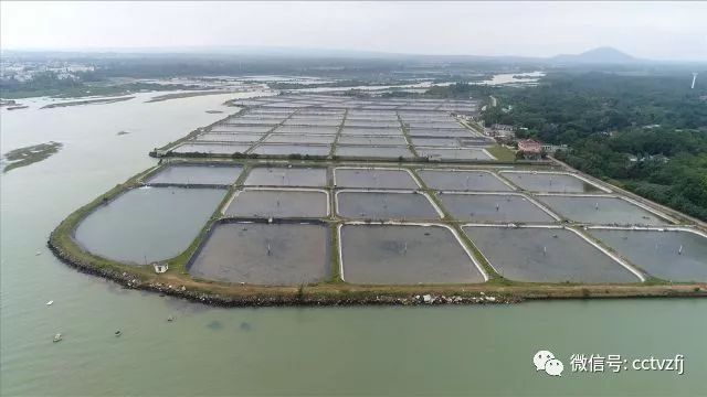 养殖沙虫要多少成本_养殖沙虫新技术视频_每日农经致富经养沙虫