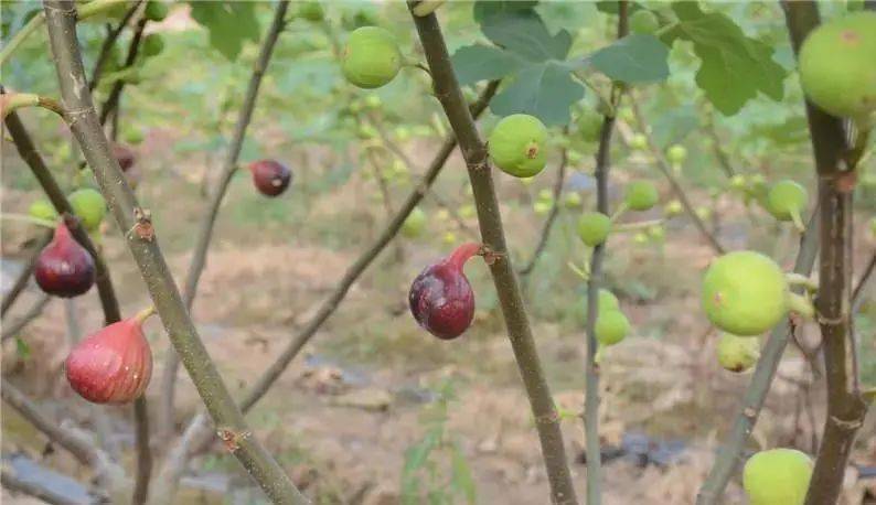 致富能手典型材料_种植致富能手纪实_致富能手简介