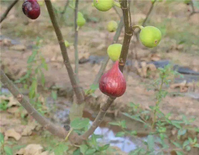 种植致富能手纪实_致富能手典型材料_致富能手简介