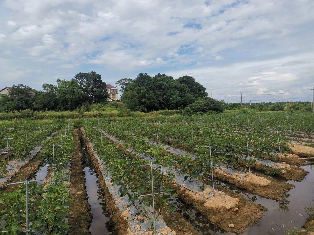 致富能手典型材料_致富能手简介_种植致富能手纪实