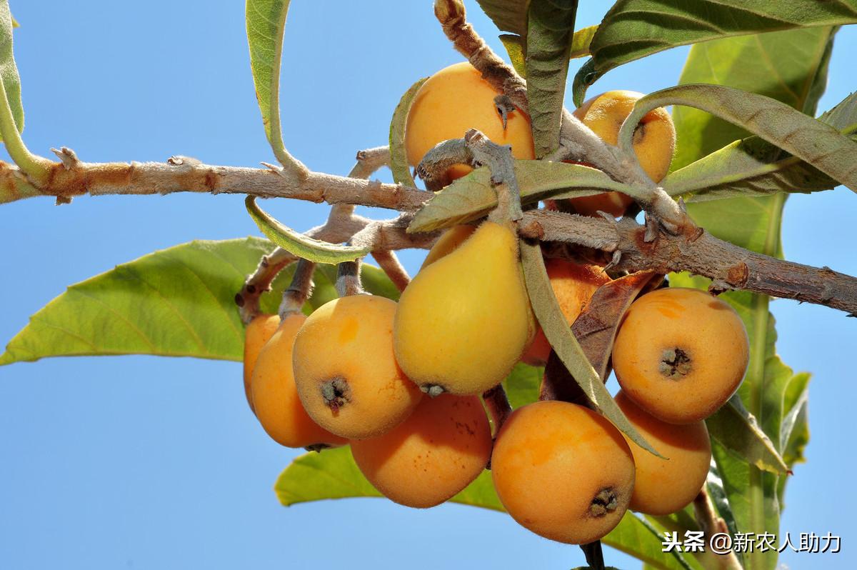 枇杷种植管理技术视频_枇杷苗的种植_枇杷苗种植技术