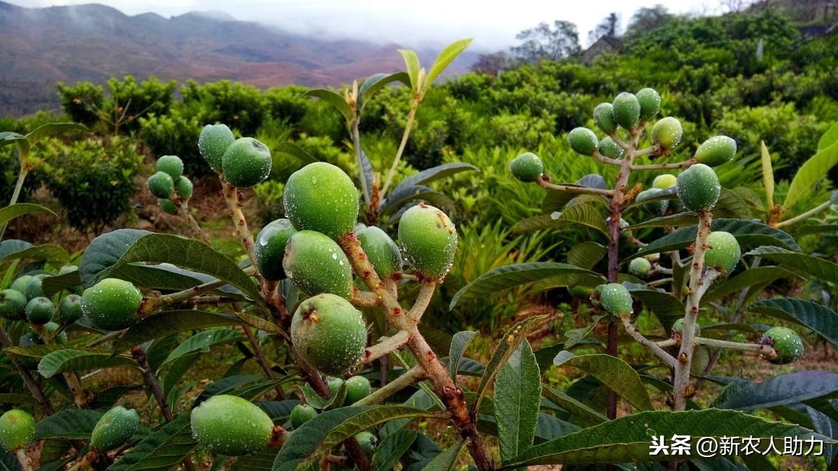 枇杷苗的种植_枇杷种植管理技术视频_枇杷苗种植技术