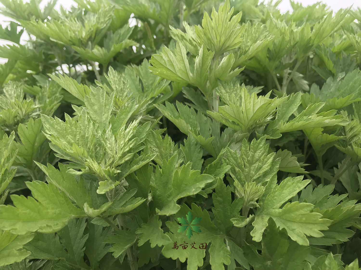 王草种植技术视频_草苗种植_草种种植方法视频