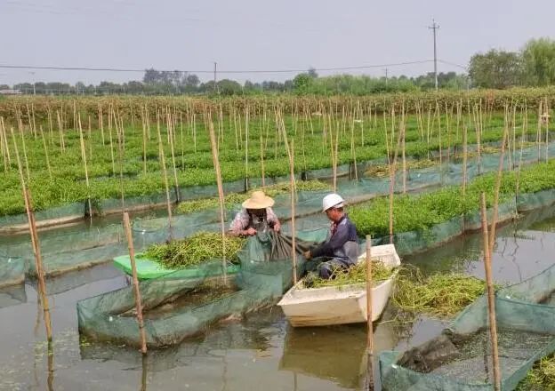 黄膳的家庭养殖技术_黄膳养殖技术_膳当家黄焖鸡米饭加盟