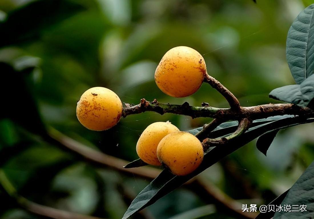 枇杷苗的种植_枇杷苗种植技术_枇杷苗种植技术和管理