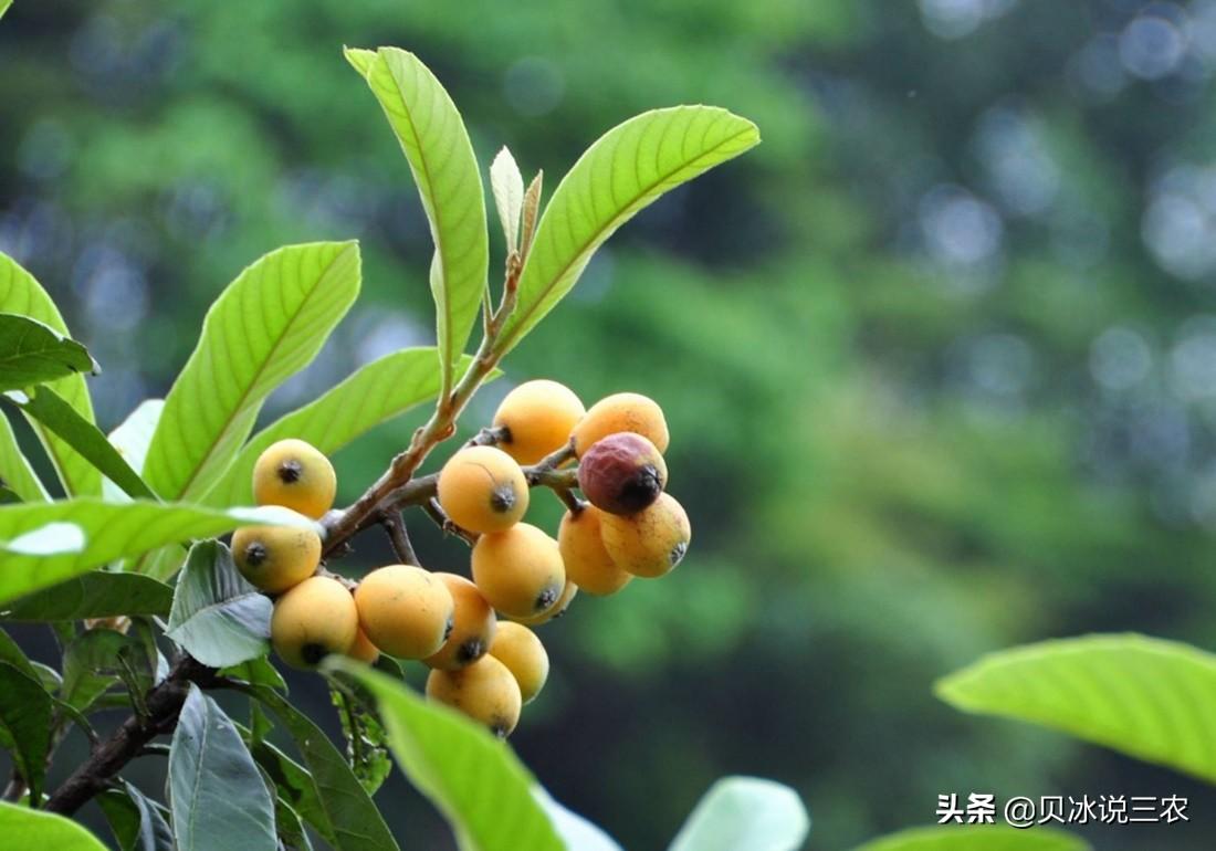 枇杷苗的种植_枇杷苗种植技术_枇杷苗种植技术和管理