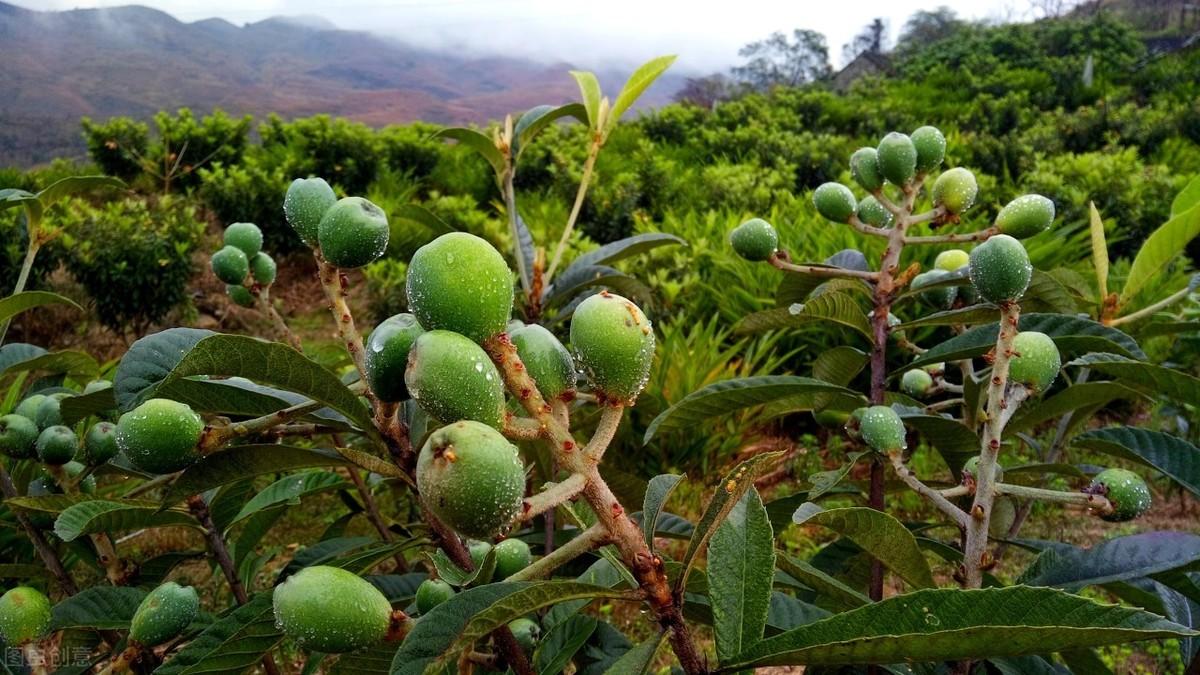 枇杷苗的种植_枇杷苗种植技术_苗种植枇杷技术有哪些