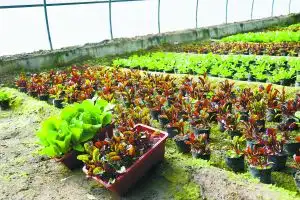 蔬菜盆景种植技术_蔬菜盆景栽培技术_蔬菜种植盆景技术与管理