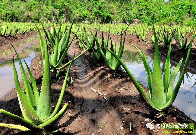 致富 | 这四个种植项目可能有猫腻 一定要小心上当受骗