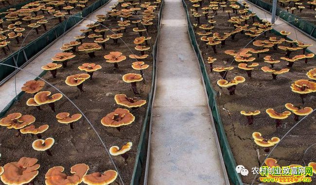 室内种植项目致富_致富室内种植项目有哪些_室内种植业致富项目