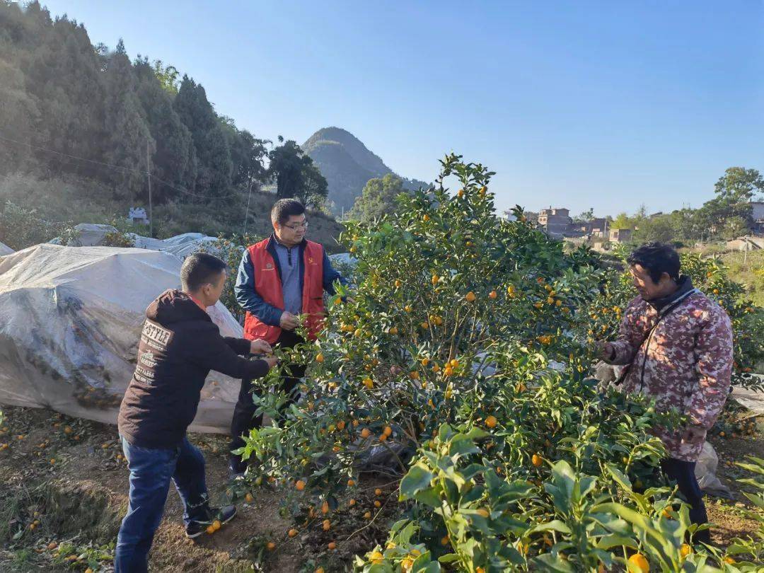 葡萄种植致富记录_葡萄致富经_致富经葡萄栽培技术视频