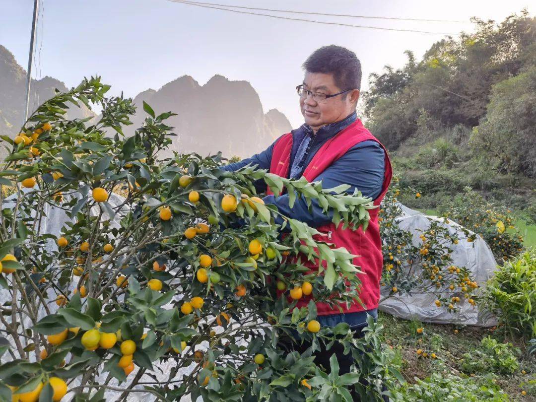 致富经葡萄栽培技术视频_葡萄种植致富记录_葡萄致富经