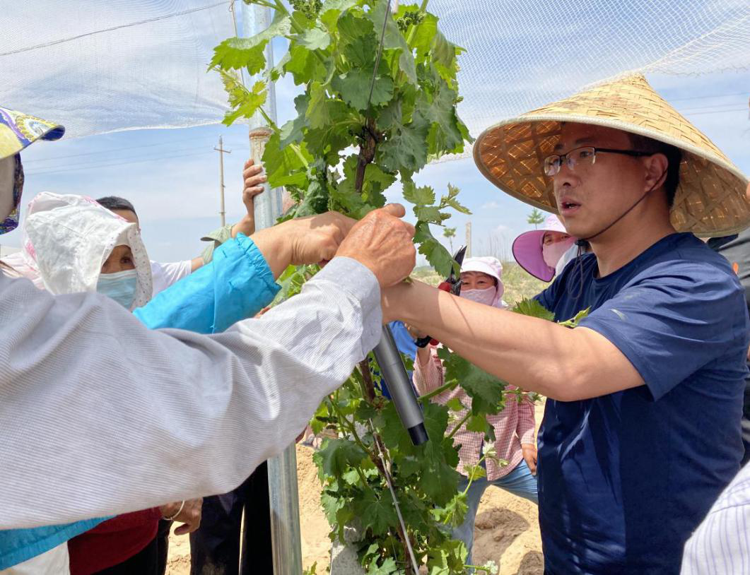 葡萄致富经_葡萄种植致富记录_致富种植葡萄记录怎么写